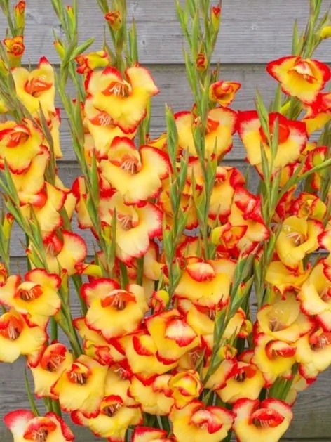 Mieczyk Las vegas nanus