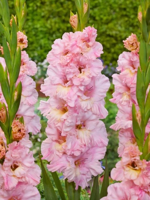 Mieczyk Pink lightning