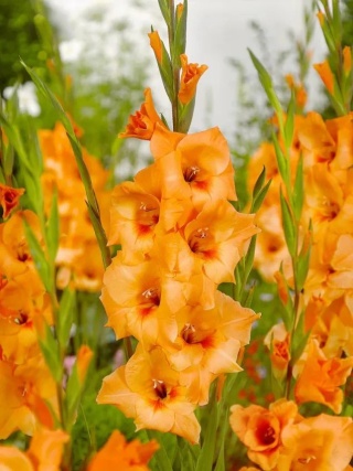 Mieczyk Prince of orange