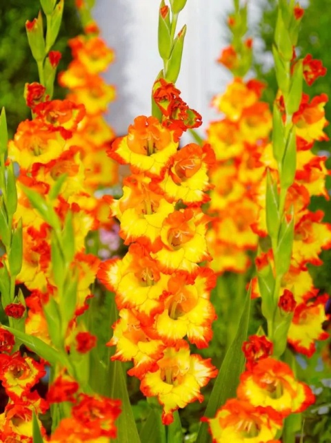 Mieczyk Princess margareth rose