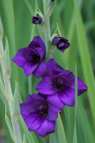 Mieczyk Purple flora