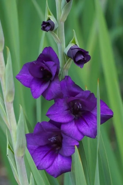 Mieczyk Purple flora