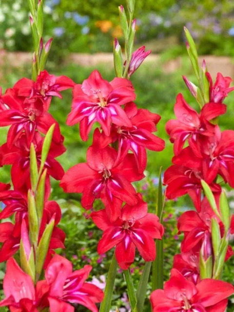 Mieczyk Robinetta nanus