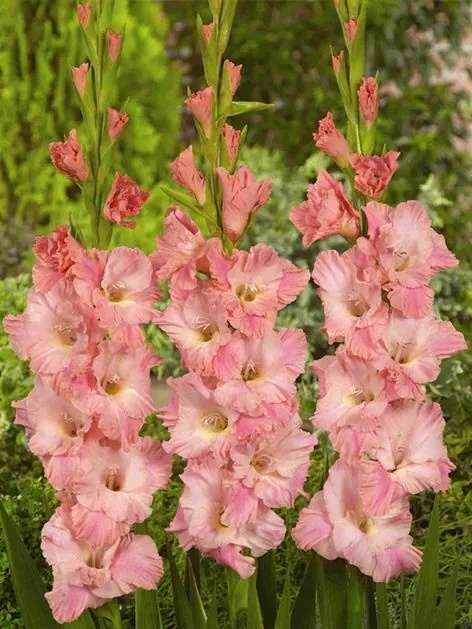 Mieczyk Rose supreme