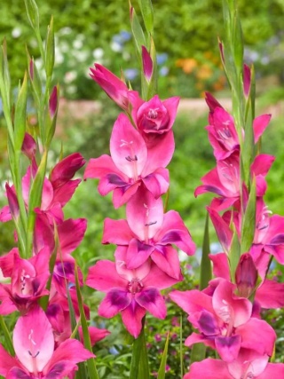 Mieczyk Vulcano nanus