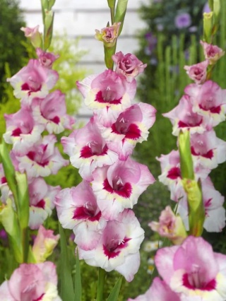 Mieczyk Wine and roses