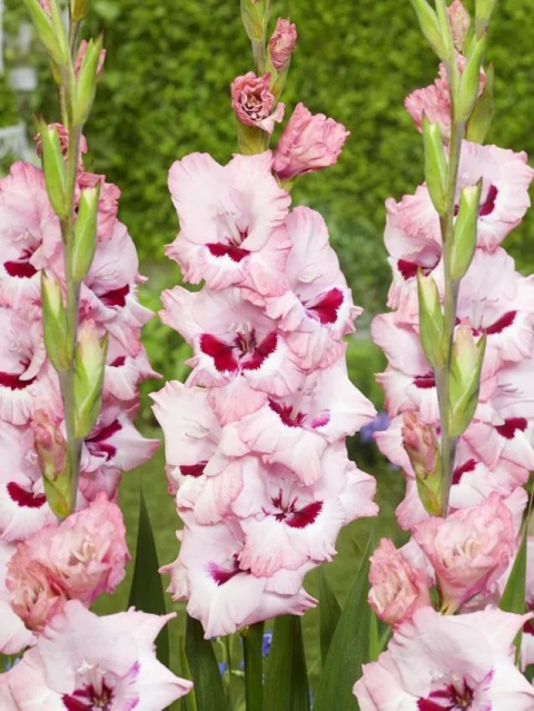 Mieczyk Wine and roses