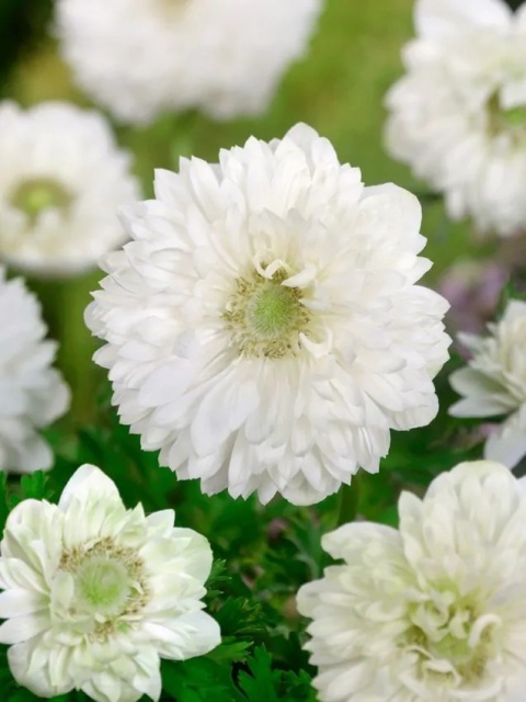 Zawilec Mount everest st. brigid