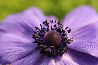 Zawilec Mr. fokker coronaria