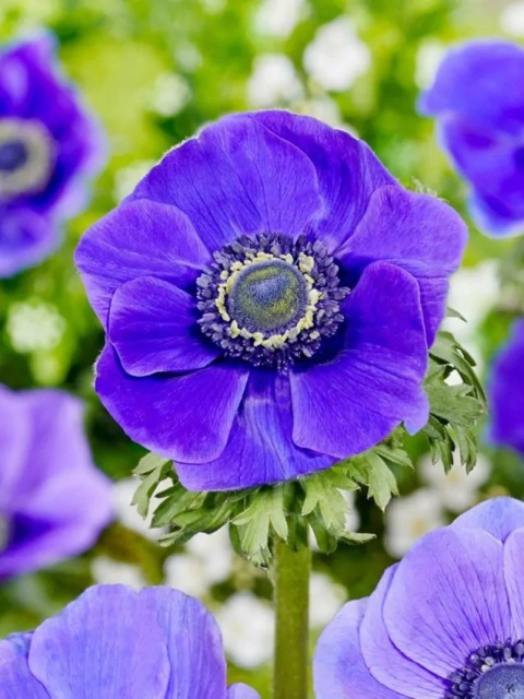 Zawilec Mr. fokker coronaria