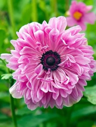 Zawilec The admiral st. brigi