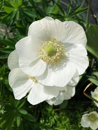 Zawilec The bride coronaria