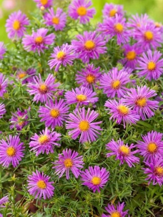 Aster dumosos alice haslam